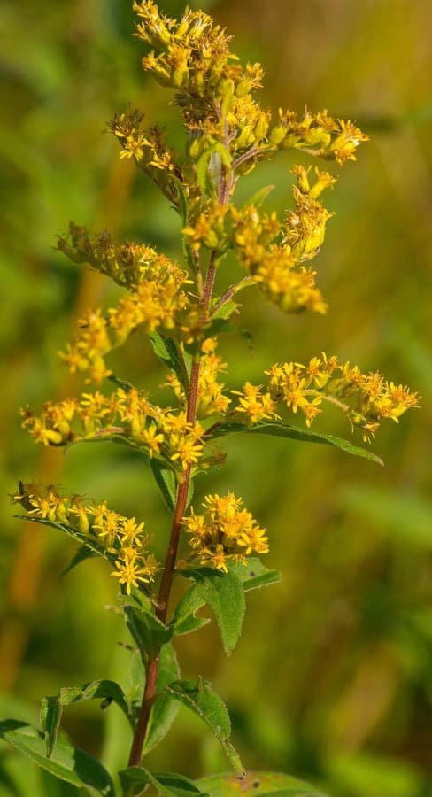 Goudgele bloempluimen van Solidago speciosa in volle bloei