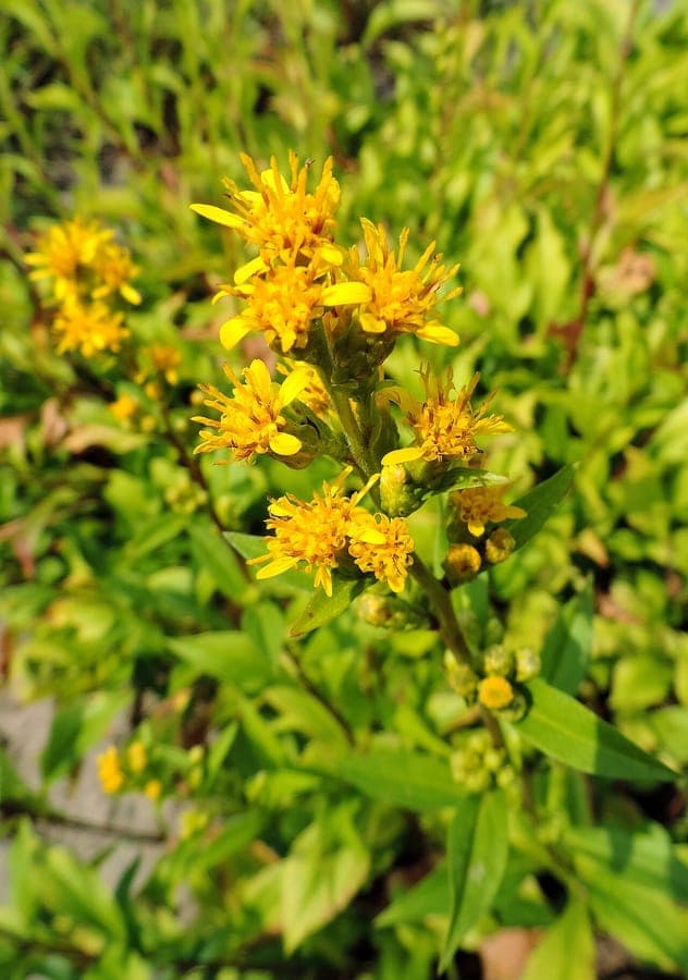 Solidago uliginosa with slender golden-yellow flower plumes growing at the edge of a boggy wetland