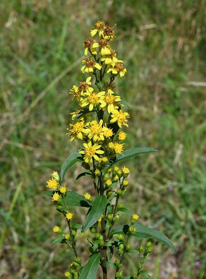 Gewohnliche Goldrute Pflanze mit goldenen Bluten