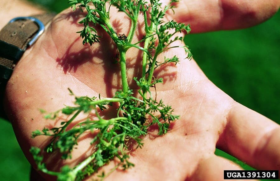 Field Burweed plant showing characteristic needle-like seeds in rosette form