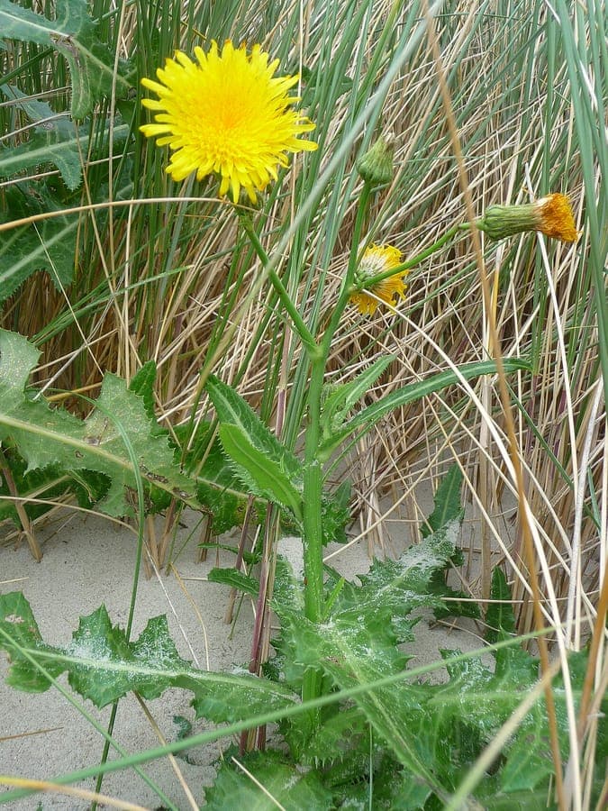Acker-Gansedistel mit goldenen Bluten