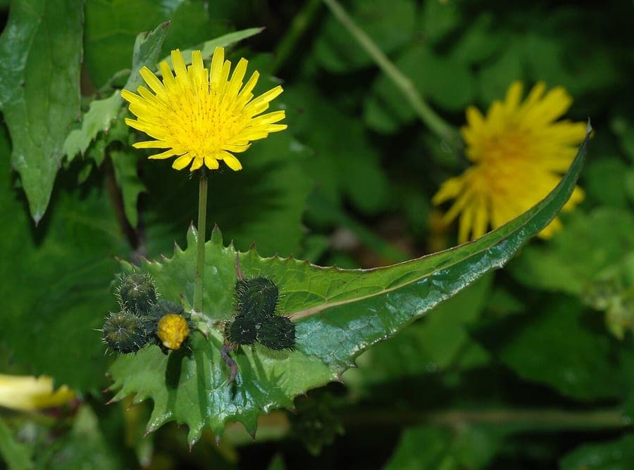 Sonchus maritimus mit gelben Bluten