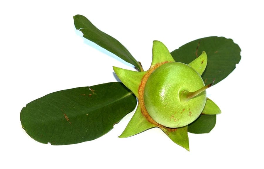 Sonneratia caseolaris appelmangrove
