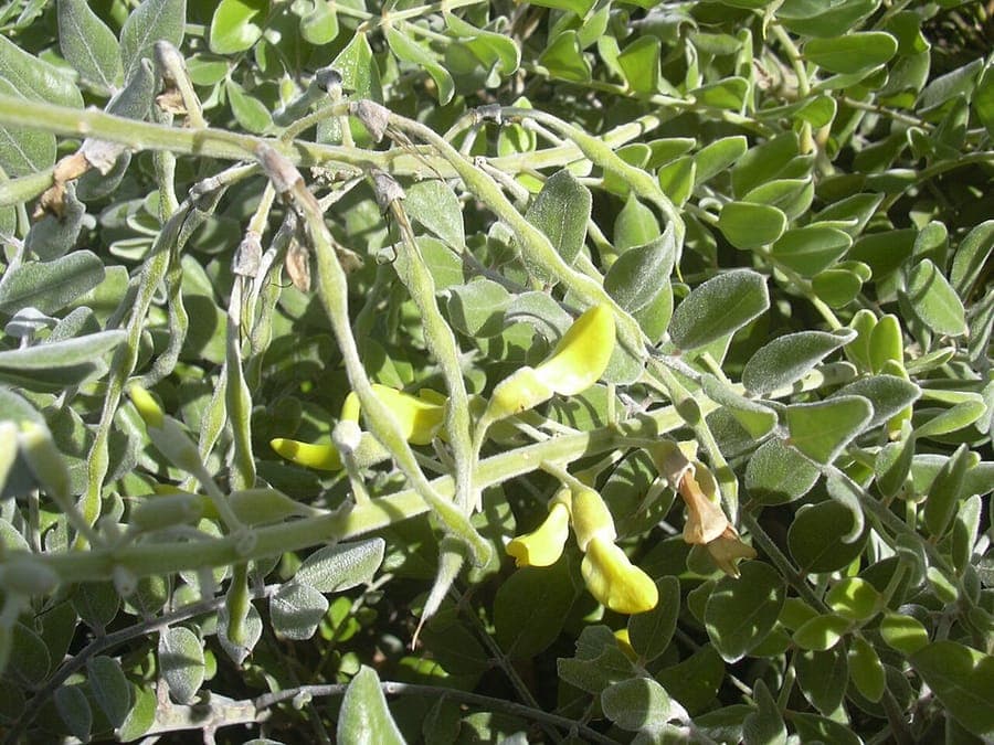 Sophora tomentosa avec grappes de fleurs dorées