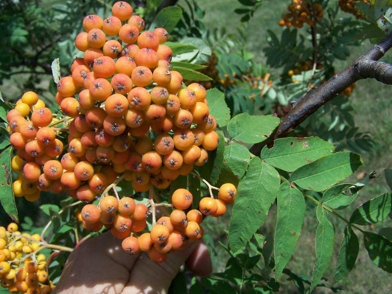 Amerikanische Eberesche mit orangen Beeren