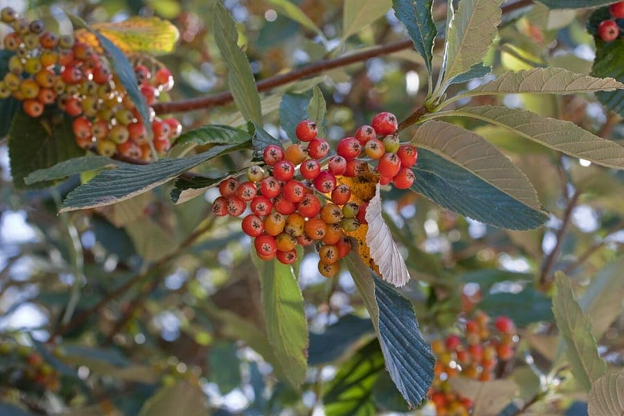 Sorbus aria in full bloom with white flowers and silvery undersides of leaves, growing in a spring garden setting