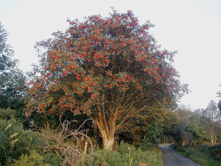 Eberesche im Herbst mit orangefarbenen Beeren und goldenem Laub vor blauem Himmel