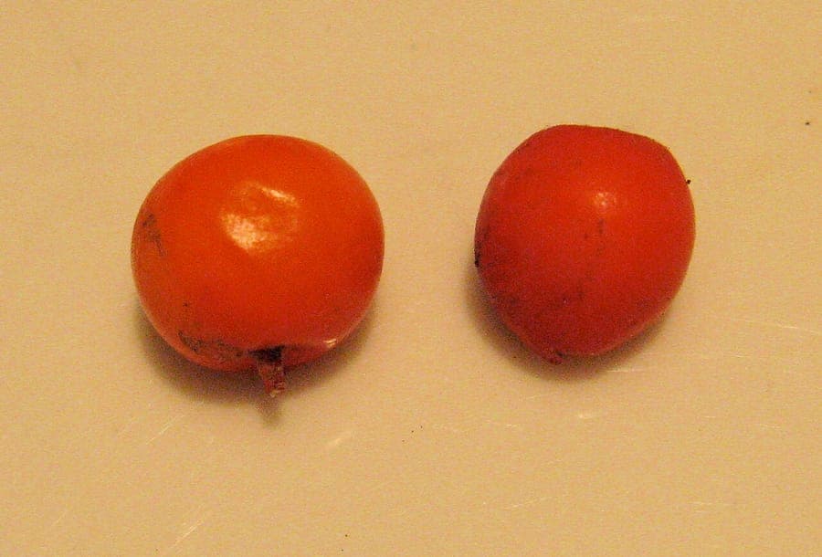 Sorbus californica met rode vruchten