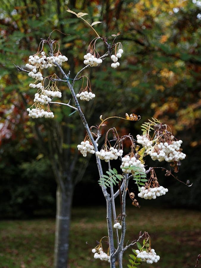 Kashmir Rowan with characteristic pale berries in autumn