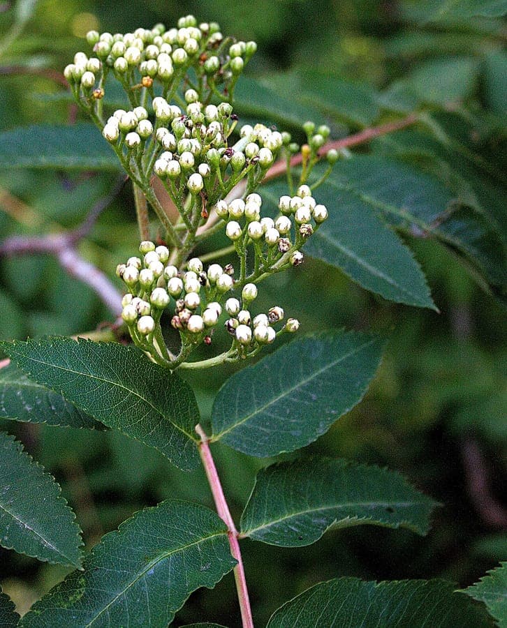 Showy mountain-ash with red berries
