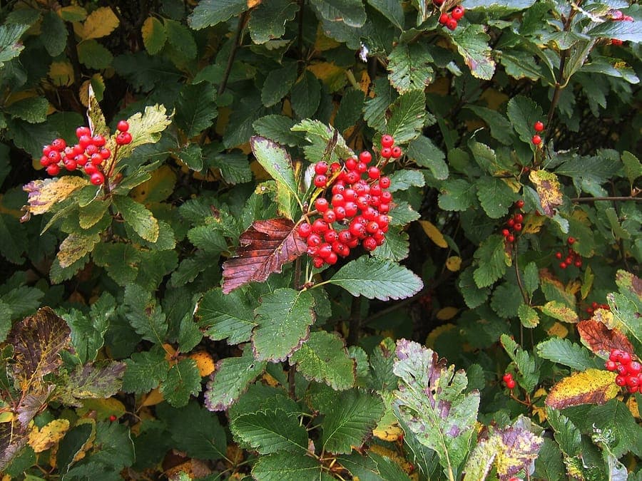 Vosges whitebeam foliage and berries