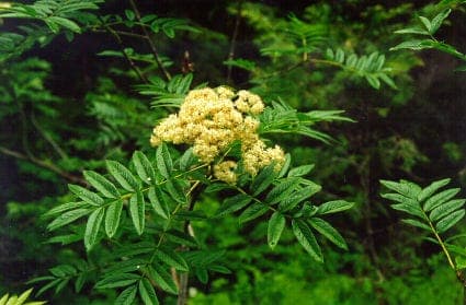 Sorbus scopulina with red fruit clusters on branches