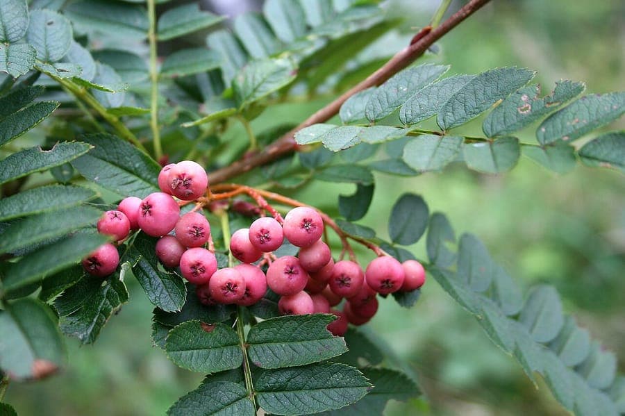 Sorbus vilmorinii met zilverwitte bessen