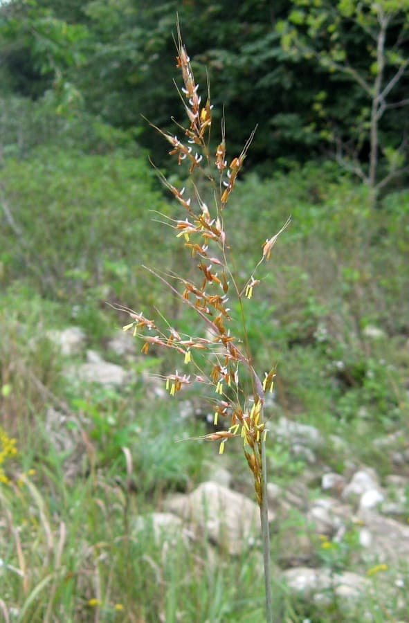 Sorghastrum nutans indiangrass with golden plumes in autumn