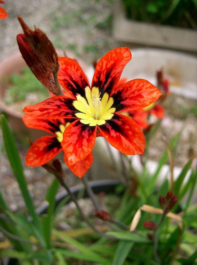 Sparaxis tricolor met driekeleurige bloemen in geel, rood en paars