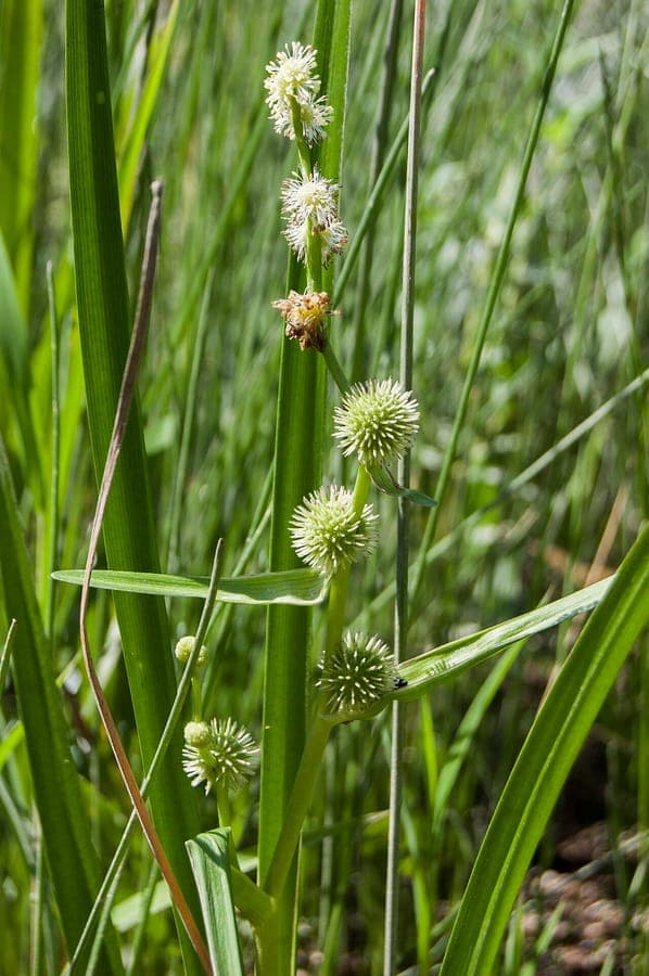 Sparganium americanum with characteristic spiky burr-like fruit heads at the water's edge
