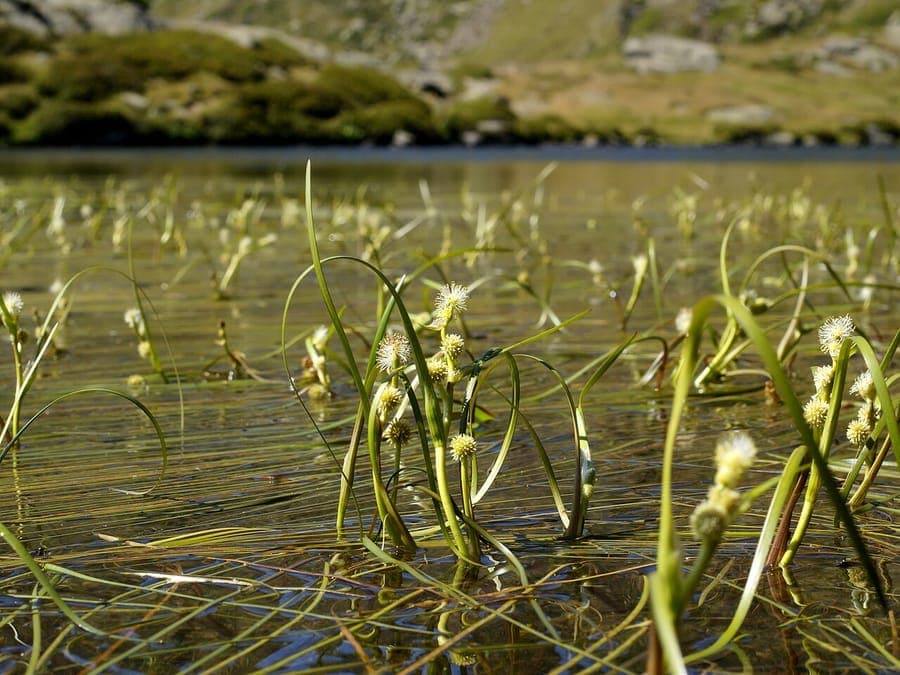Drijvende egelskop (Sparganium angustifolium) met karakteristieke bolletjesvormige bloemen