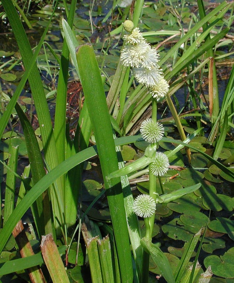 Europese egelskop (Sparganium emersum) met groene bloemhoofdjes in ondiepe wateren