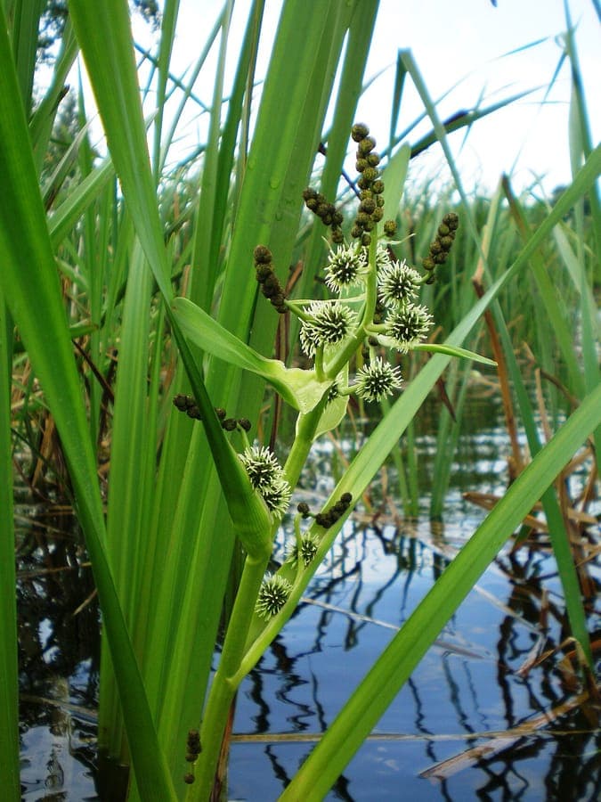 Rubanier rameux (Sparganium erectum) avec des tetes de fleurs spheriques caracteristiques