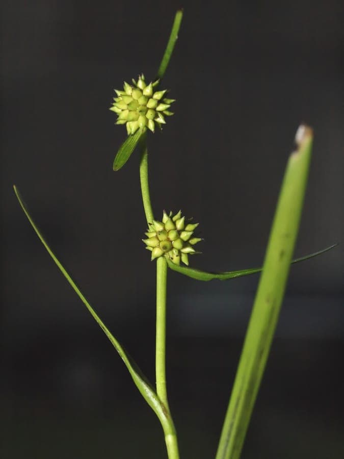 Rubanier nain (Sparganium natans) avec de minuscules tetes de fleurs vertes dans les eaux peu profondes