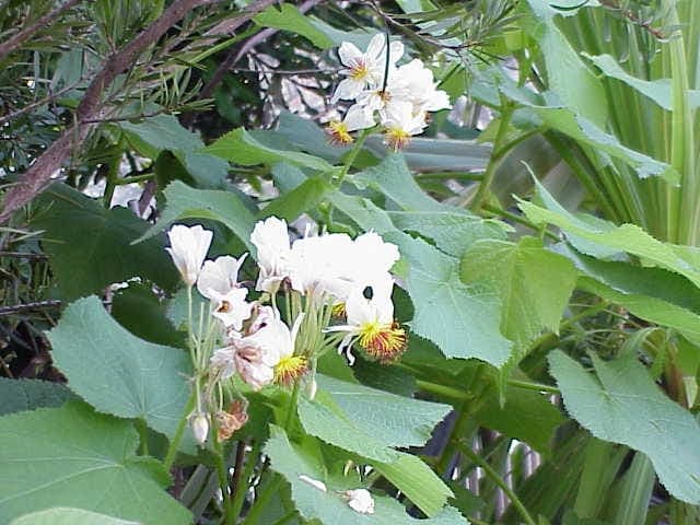 Kamerbuiswortel met witte bloemen