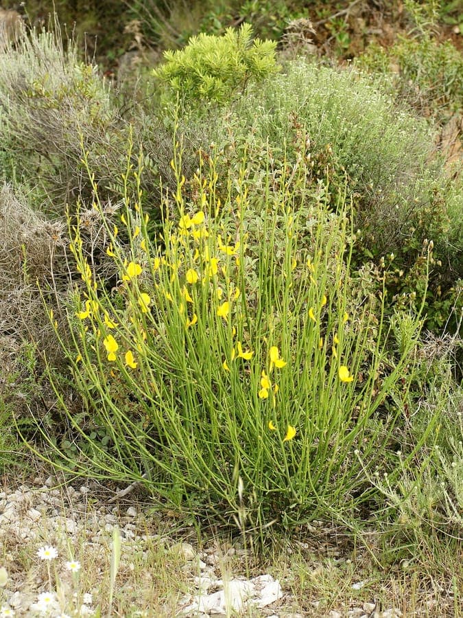 Spaanse brem (Spartium junceum) met gele geurgeurige bloemen op slanke groene takken