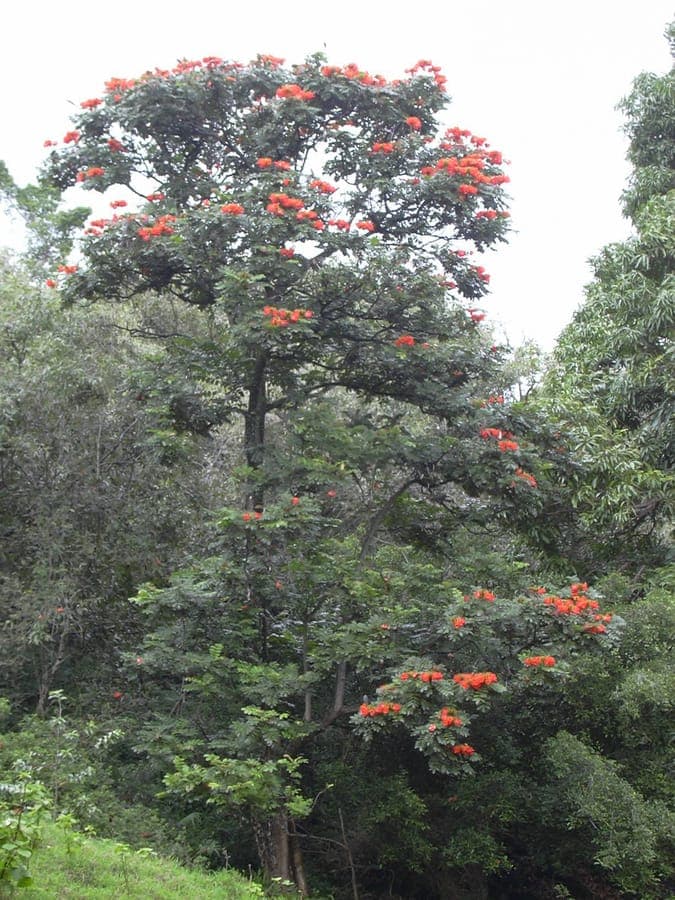 African tulip tree with red flowers