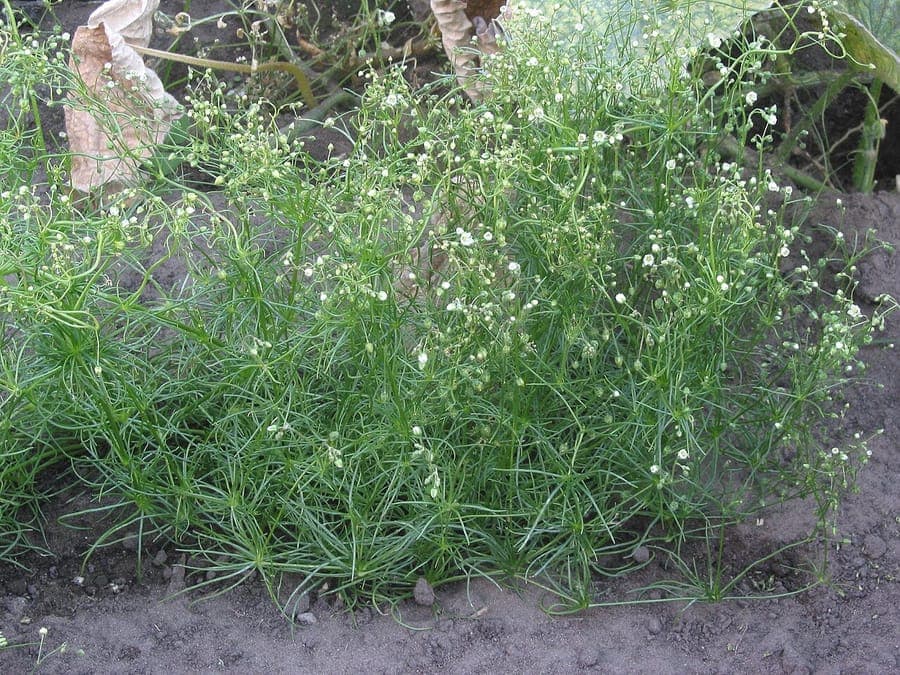 Spergula arvensis met witte bloemen en fijne naalderige bladeren