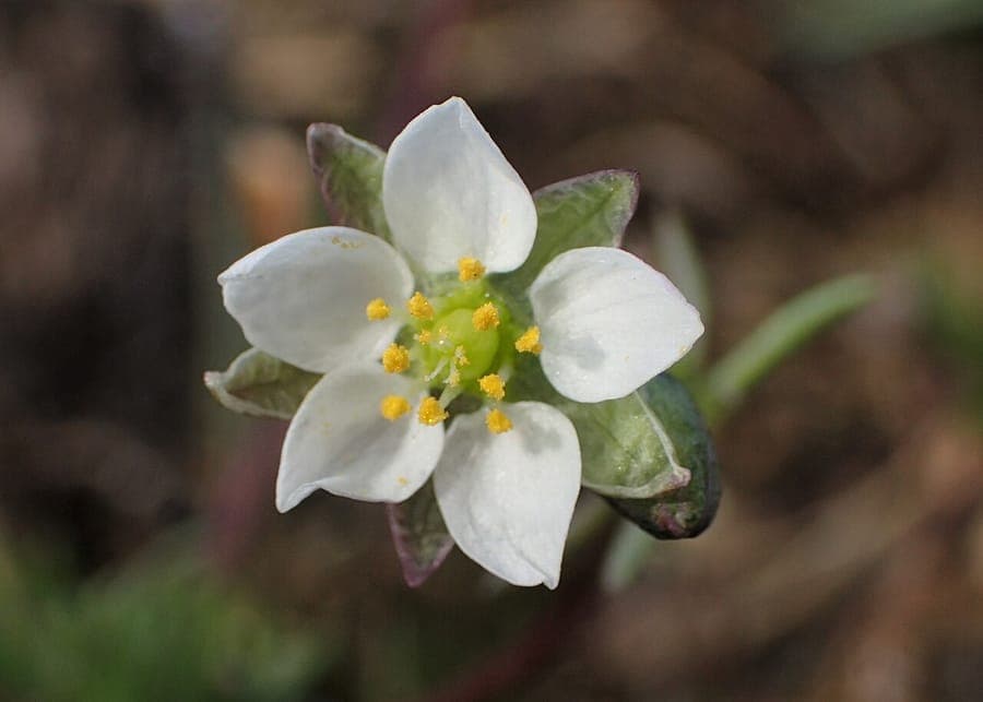 Spergula morisonii avec ses delicates fleurs blanches et son feuillage fin