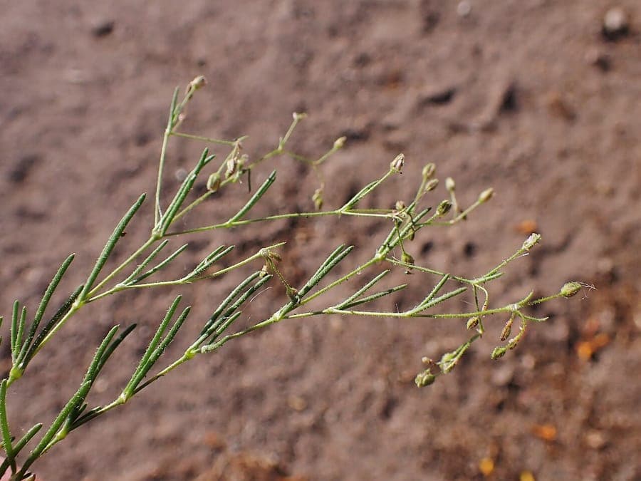 Spergularia diandra alkali zandsmele bloem