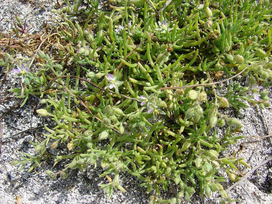 Spergularia marina mit rosa Bluten und sukkulentem Blattwerk in Kustenhabitat