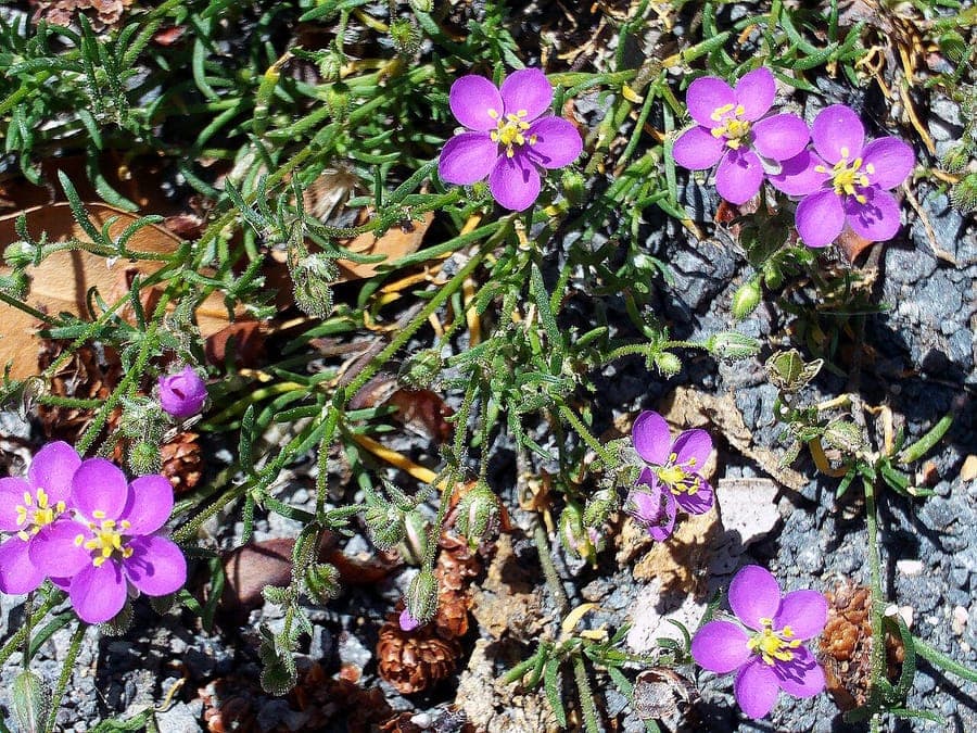 Spergularia rubra met rode bloemen en rode stengels in rotstuin