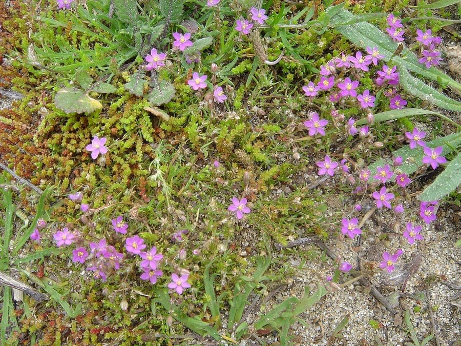 Felsen-Schuppenmiere mit rosa-violetten Blueten auf einer felsigen Kuestenklippe