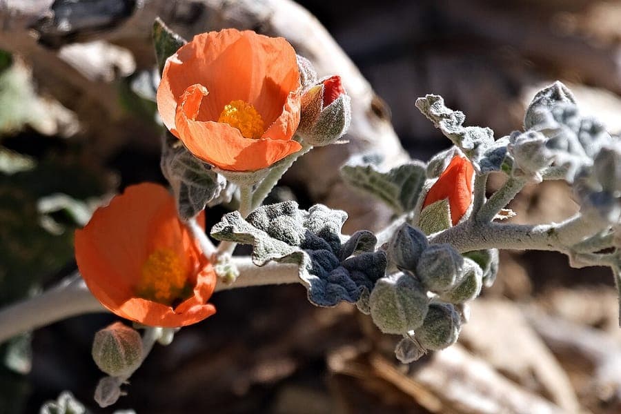 Sphaeralcea ambigua blooming with apricot-orange flowers in a dry sunny garden