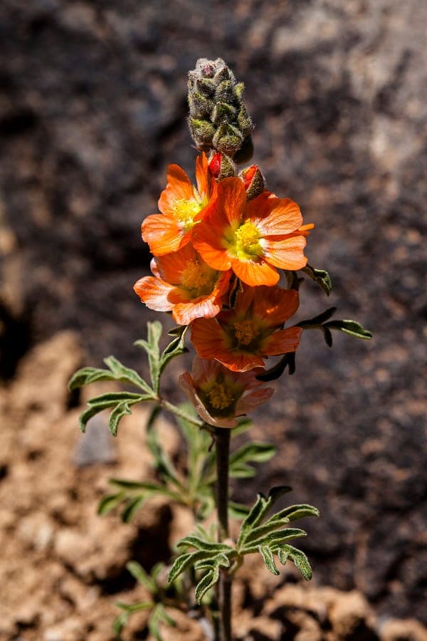 Sphaeralcea coccinea avec ses fleurs rouge écarlate sur une prairie ensoleillée
