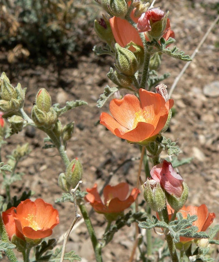 Sphaeralcea grossulariifolia mit tief gelappten Blattern und orangefarbenen Bluten in einem trockenen Garten