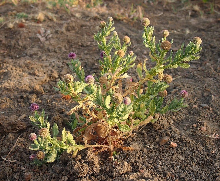 Chardonnette des Indes avec ses amas de fleurs en pompons arrondis