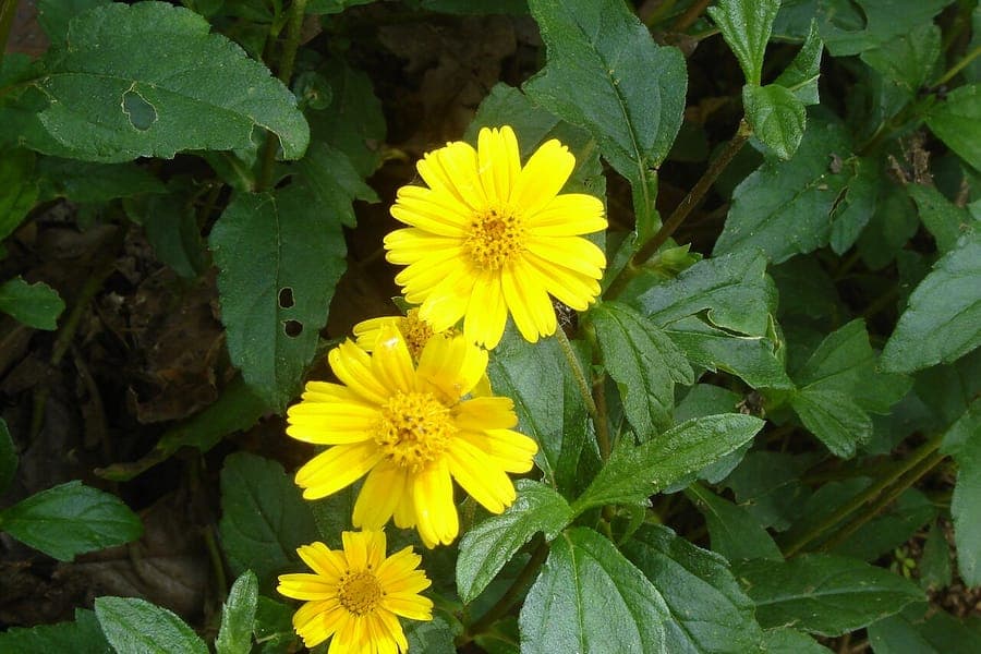 Cresson fleuri avec ses petites fleurs jaunes et feuilles trilobées