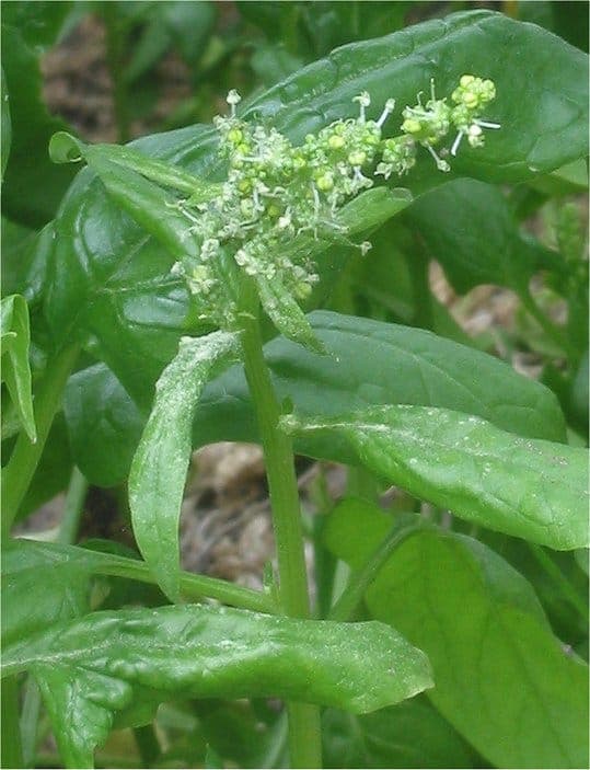 Spinacia oleracea spinach with full leaves in kitchen garden