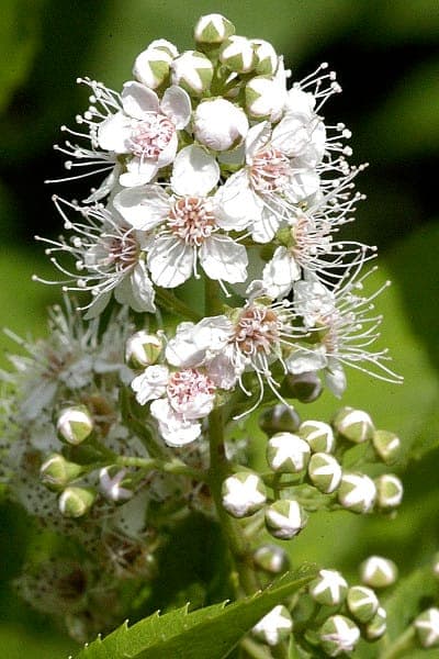Spiraea alba in full bloom along a moist garden border