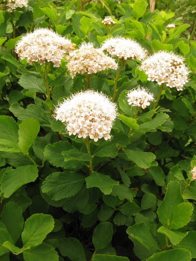 White spirea plant with delicate white flowers