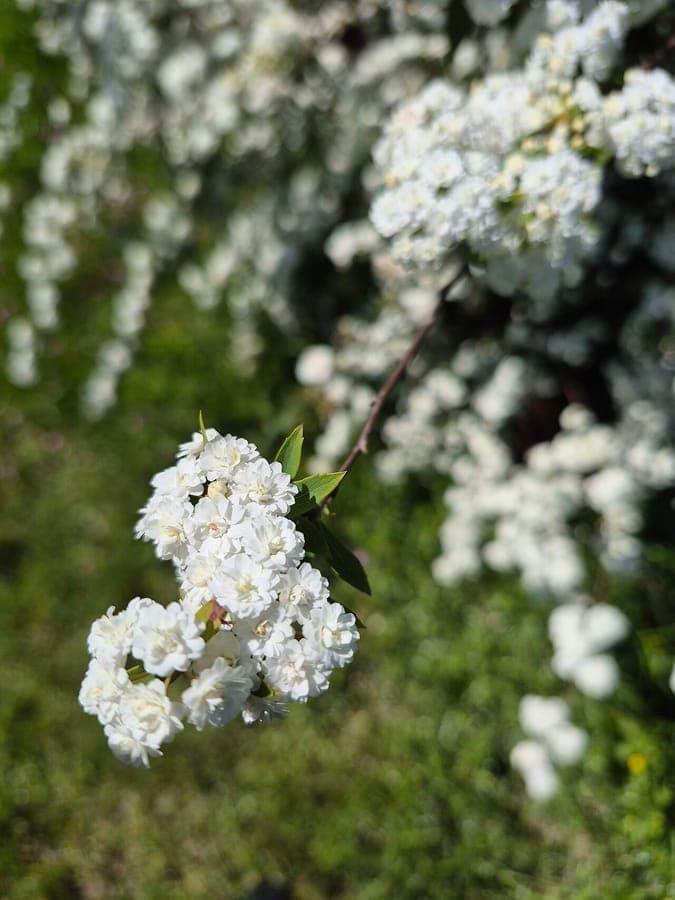 Weiße Blüten des Kanton-Spierstrauchs im Frühling
