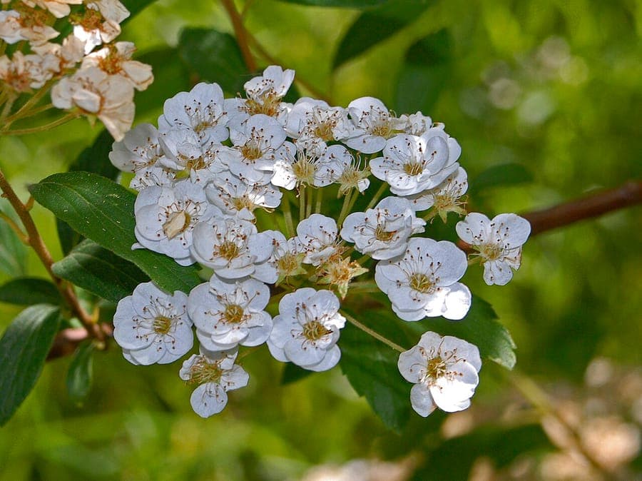 Gamander-Spierstrauch in voller Blüte mit feinen weißen Blüten in einem sommerlichen Garten