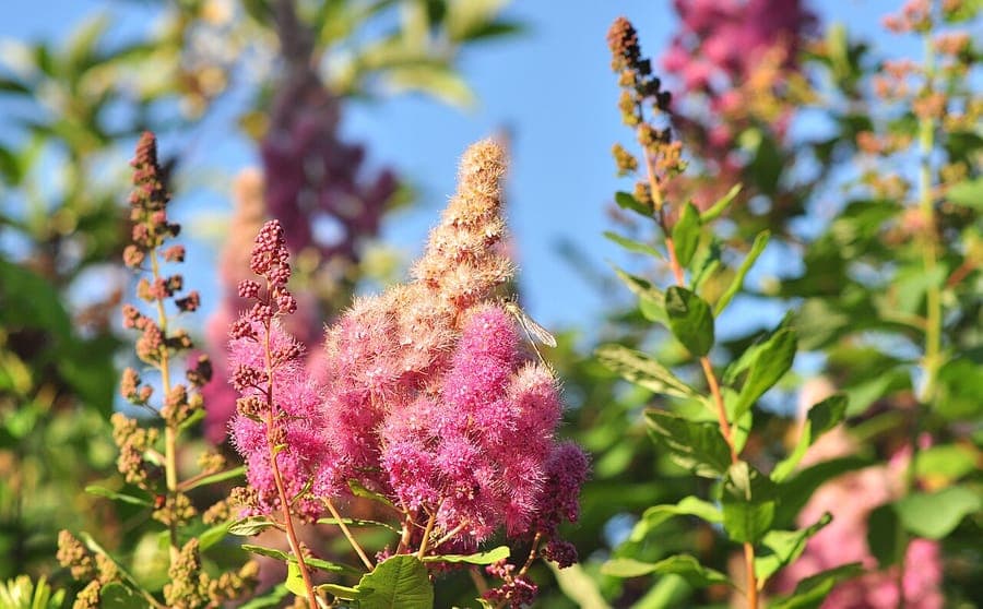 Spirée de Douglas en pleine floraison avec des épis mauves au-dessus d'un feuillage vert dans un jardin naturel