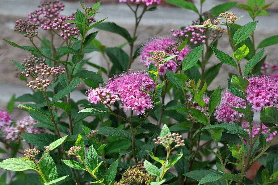 Spirée du Japon en fleurs, avec des boules roses compactes dans une bordure ensoleillée