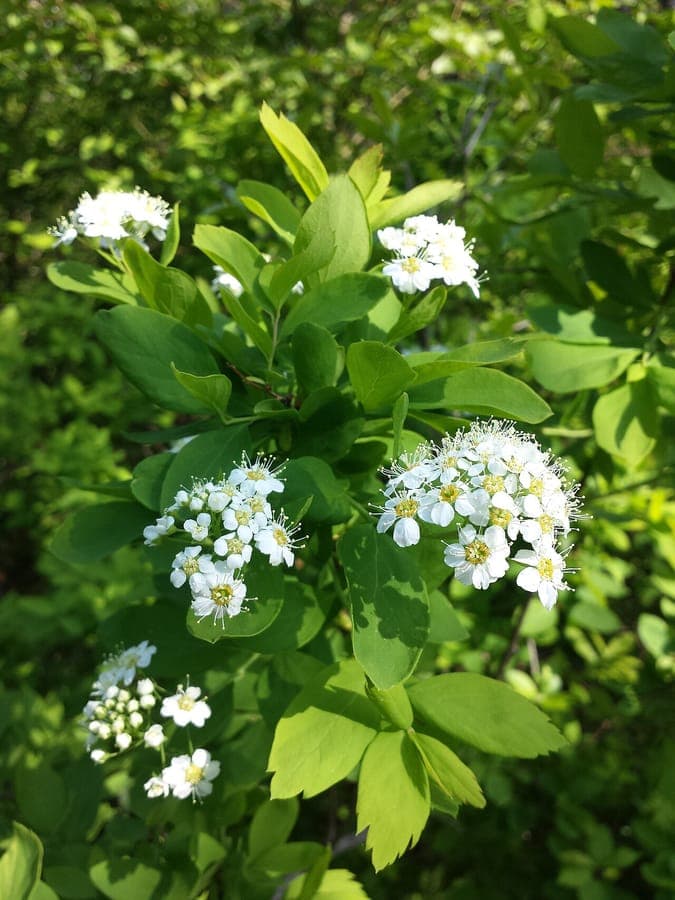 Russian spiraea in full bloom in a cottage garden setting