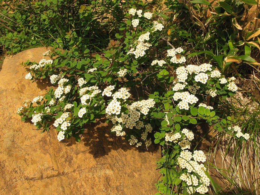 Japanse spirea met fijne bladeren en witte bloemen in bundels