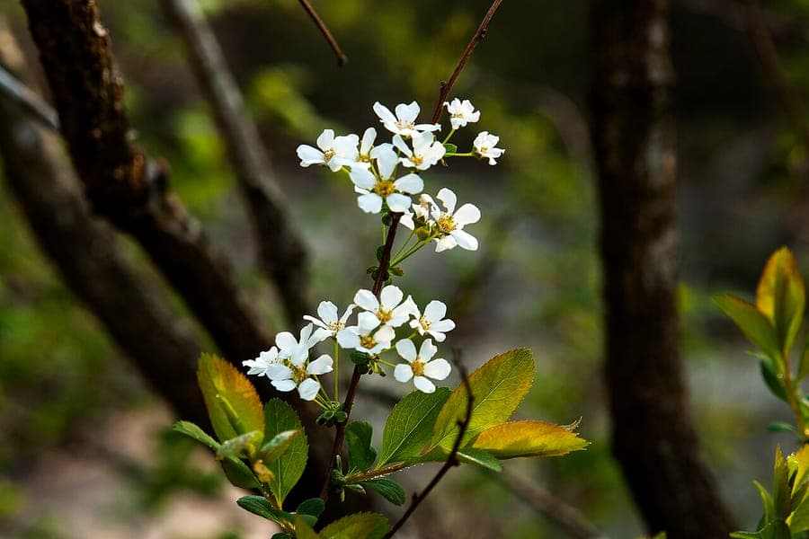 Spiraea prunifolia bloemen