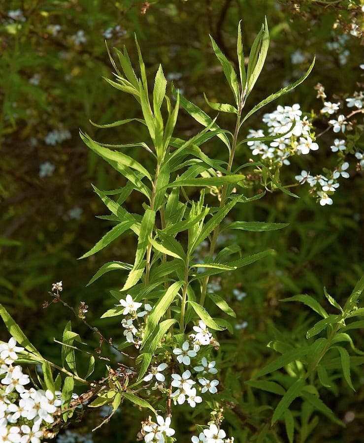 Thunbergs spiraea met witte bloemenklusters