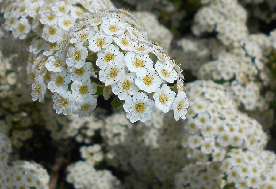 Asian Meadowsweet met witte bloemen en fijntakking